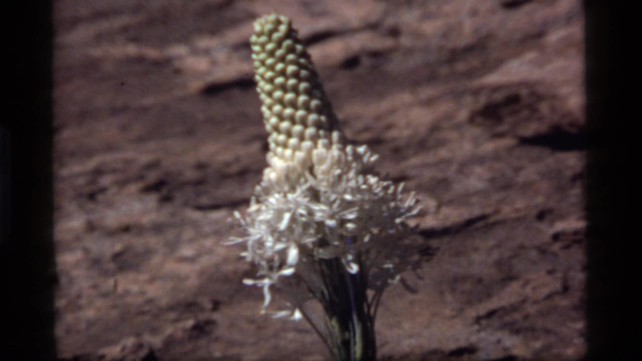 Single white cone-topped flower in soft focus against a brown outdoor background.