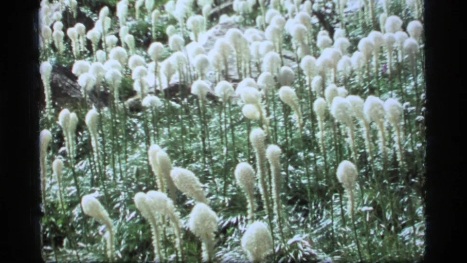 1977 Sapphire Lake, Montana 8mm frame showing numerous white flower stalks spread through a green meadow.