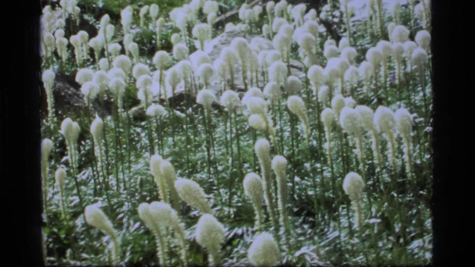 1977 Sapphire Lake, Montana 8mm frame with clustered white flowering plants filling a green meadow scene.