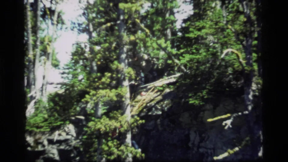 1977 Sapphire Lake, Montana 8mm view of dense pines and exposed rock around a leaning or cut tree trunk.