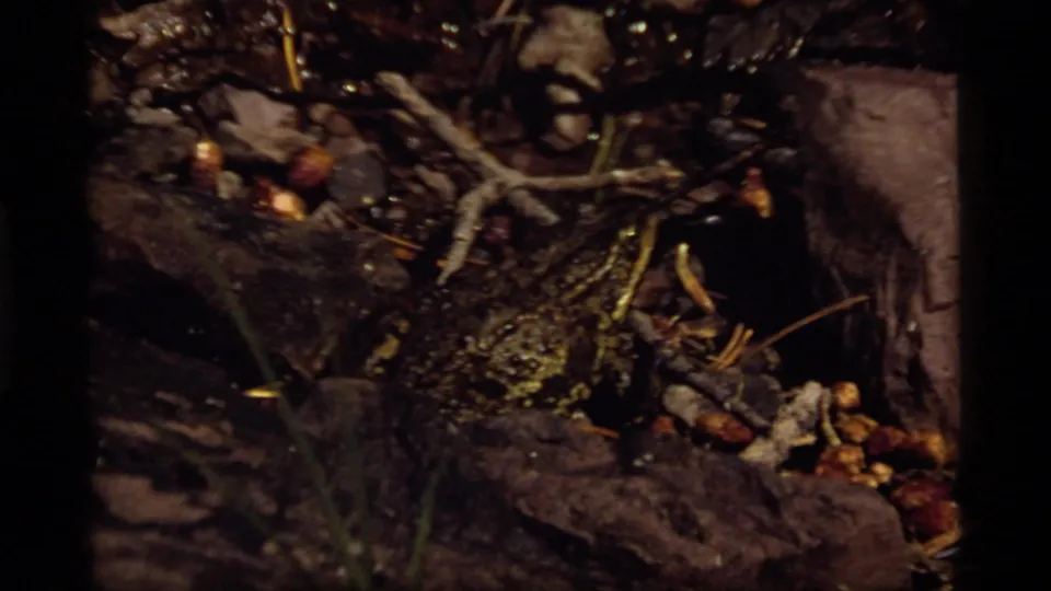Close 8mm view near the Sapphire Lake shore, with a small frog blending into damp rocks, sticks, and low vegetation.