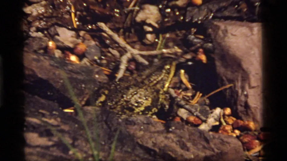 1977 Montana home-movie close-up of a frog on damp rocky ground near Sapphire Lake, surrounded by sticks and sparse plants.