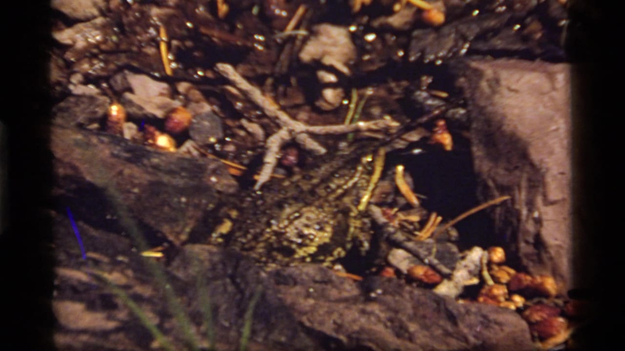 In the supplied 1977 Sapphire Lake, Montana 8mm footage, a frog rests among wet rocks, leaves, twigs, and shallow stream water.