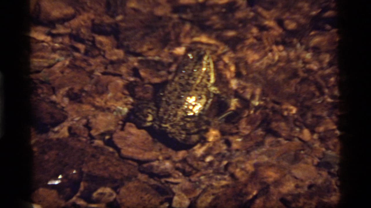 Frog on damp stones in a shallow stream, seen near the center of the frame.
