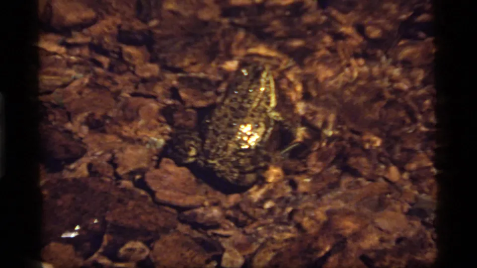 A frog appears on damp stones in the shallow stream, with glistening skin and scattered leaves visible in the 8mm frame.
