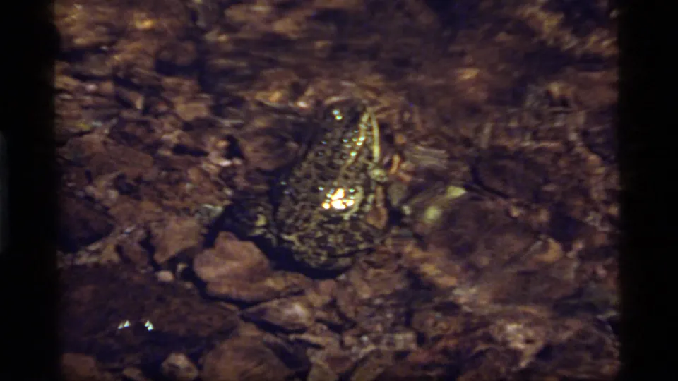 The frog crouches on rocks and leaf litter near reflective shallow water, with warm 8mm color and soft handheld focus.