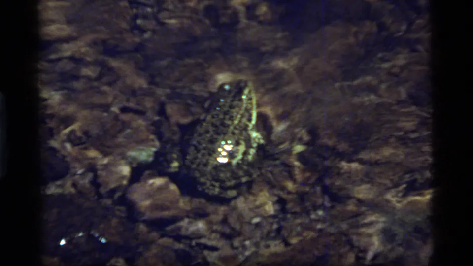 The final frame shows the frog facing away on wet stones in the Sapphire Lake stream scene, with dim exposure and visible 8mm borders.