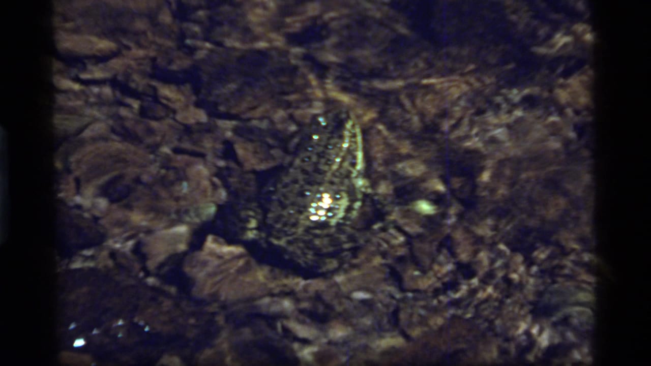 Mottled frog sitting in clear shallow water among rounded stones.
