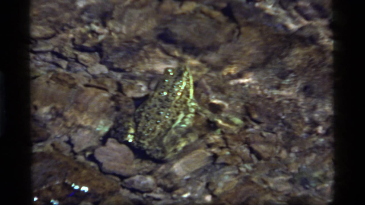 A close overhead view shows the frog in clear water among stones, consistent with the 1977 Sapphire Lake, Montana clip metadata.