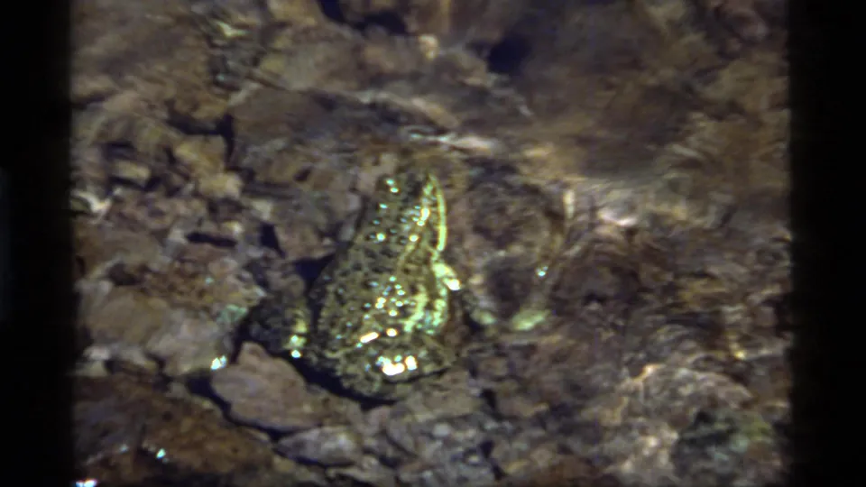 The frog remains still on the rocky streambed, its mottled skin catching light in the vintage 8mm Montana lake footage.