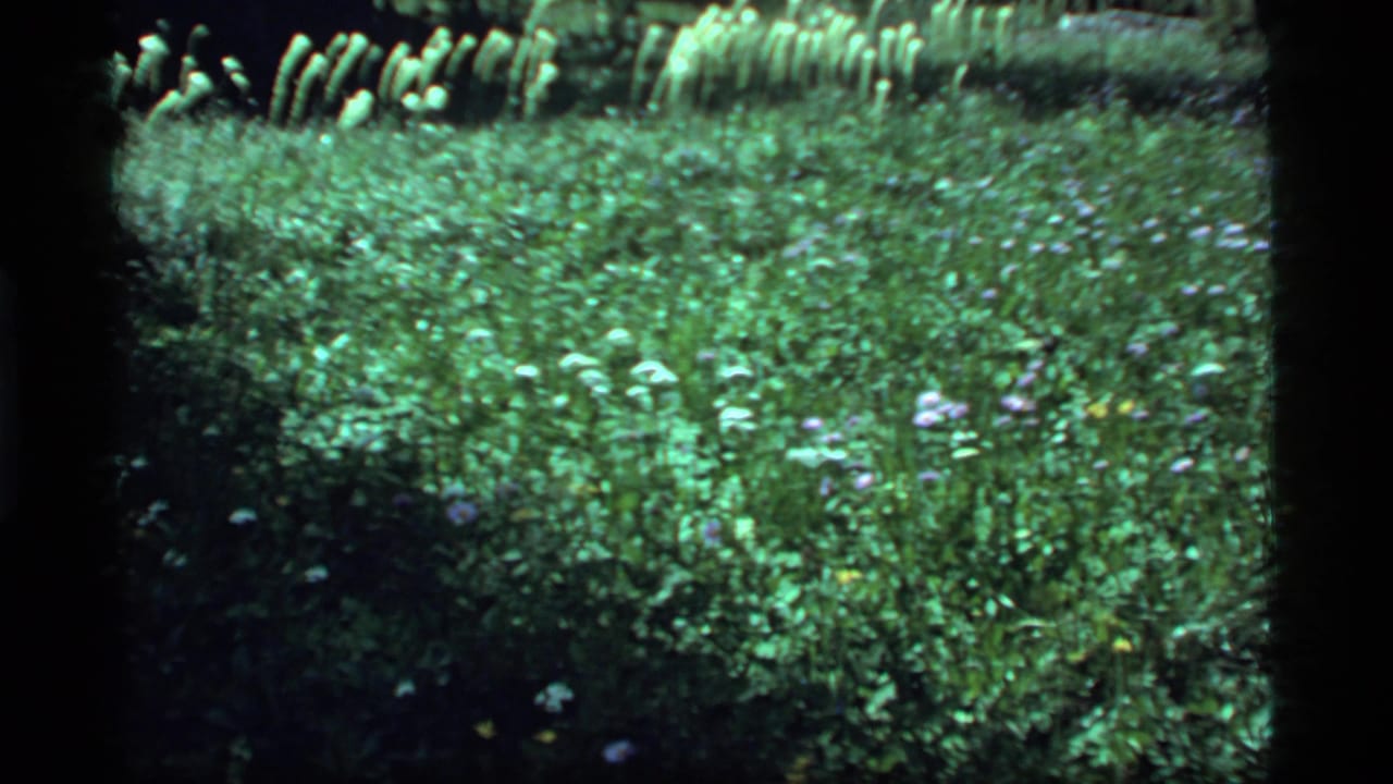 Green meadow plants and small wildflowers framed by dark 8mm film borders.