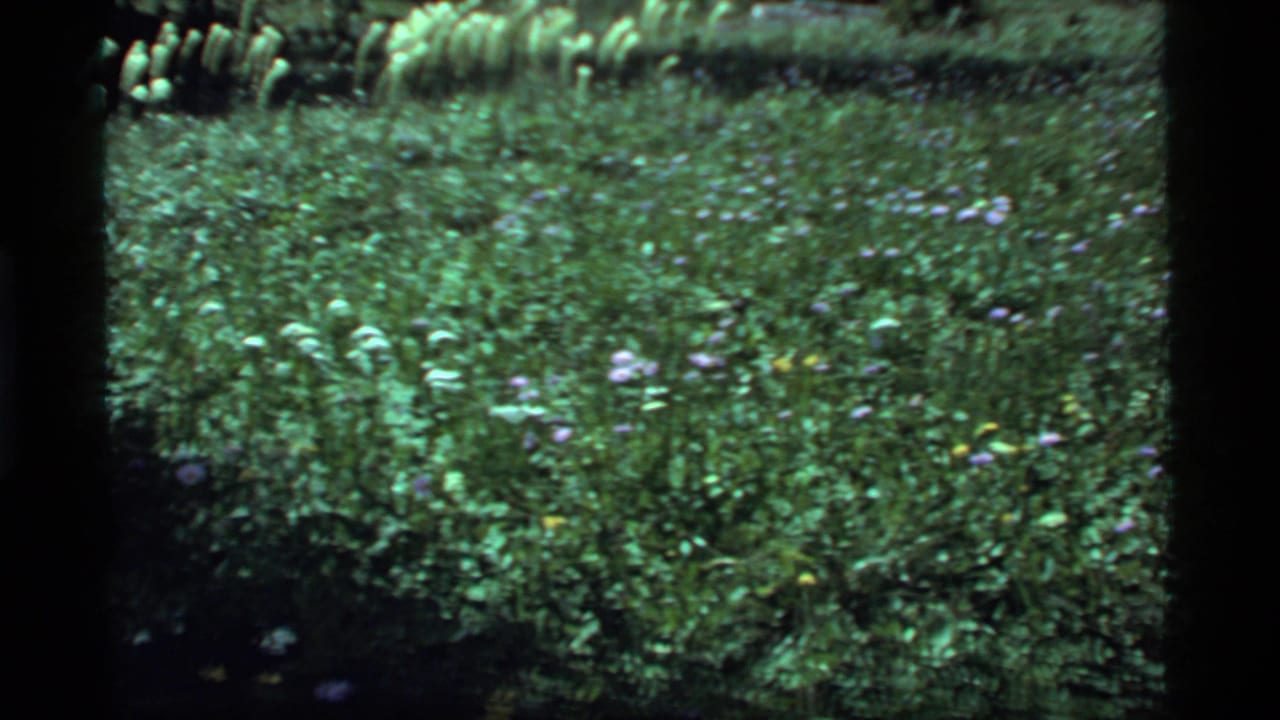 Sunlit green field with scattered small flowers and dark vertical film edge.