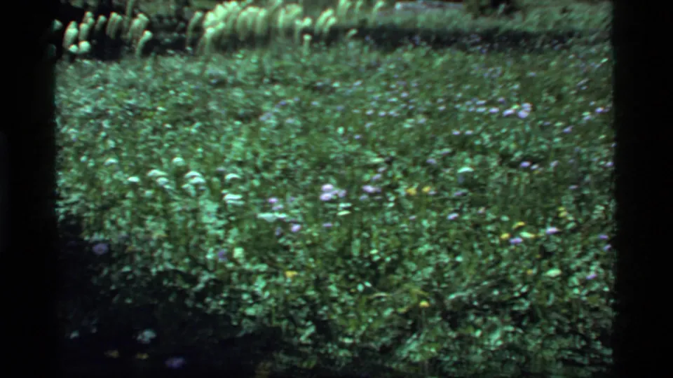 1977 Sapphire Lake, Montana, 8mm frame showing a sunlit patch of green meadow with small purple and white blooms, soft focus, and visible film border.