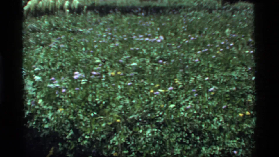 1977 8mm frame from Sapphire Lake, Montana, showing dense low vegetation, tall grass, and scattered purple, white, and yellow wildflowers.