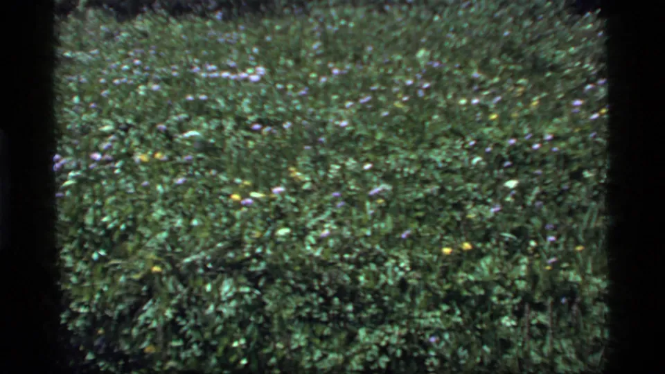 1977 Sapphire Lake, Montana, home-movie frame showing thick meadow foliage with small purple, white, and yellow flowers under soft 8mm exposure.