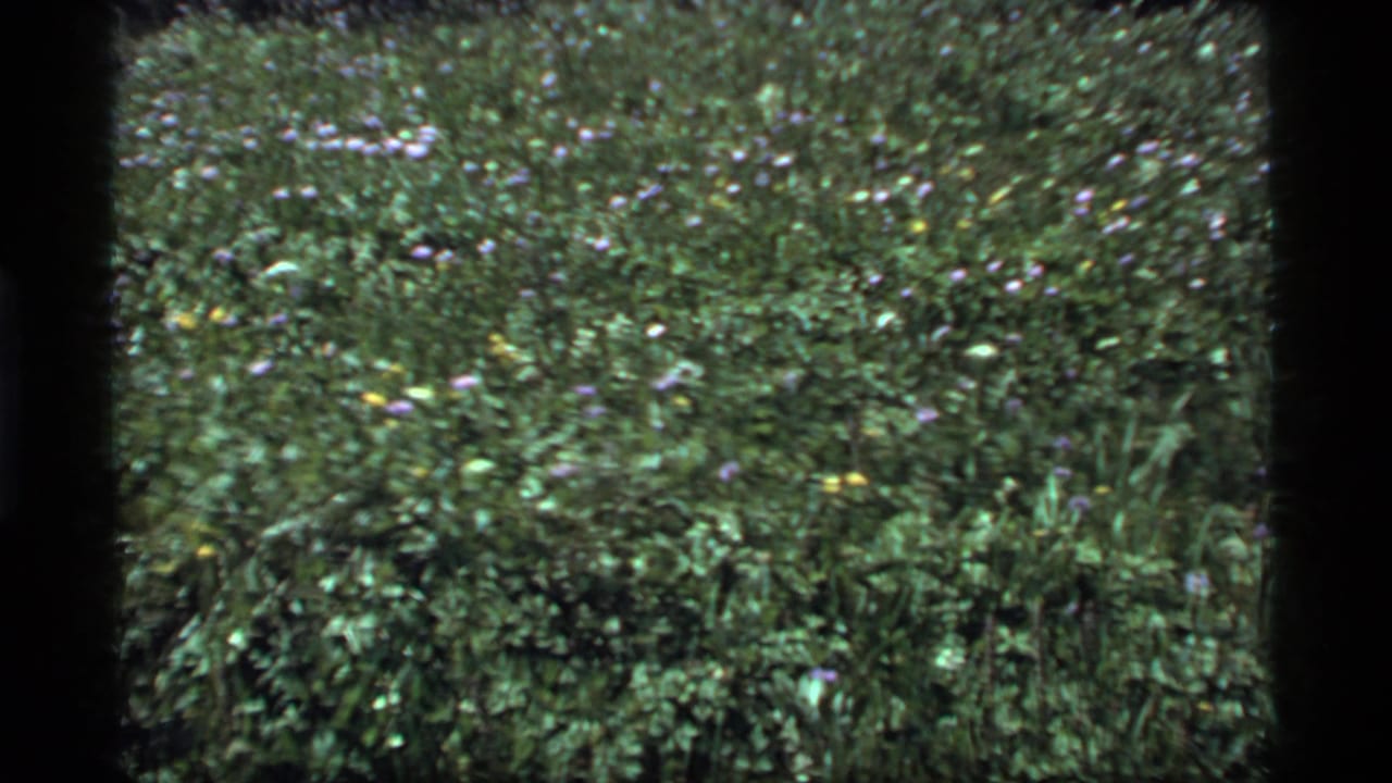 1977 Sapphire Lake, Montana 8mm frame showing a dense green meadow with small purple, yellow, and white wildflowers.