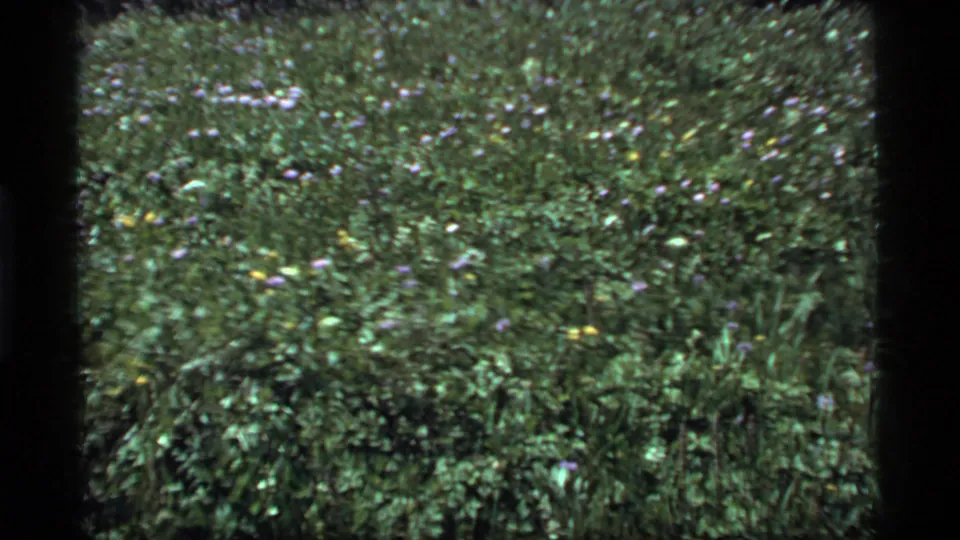 1977 Sapphire Lake, Montana 8mm frame showing a dense green meadow with small purple, yellow, and white wildflowers.