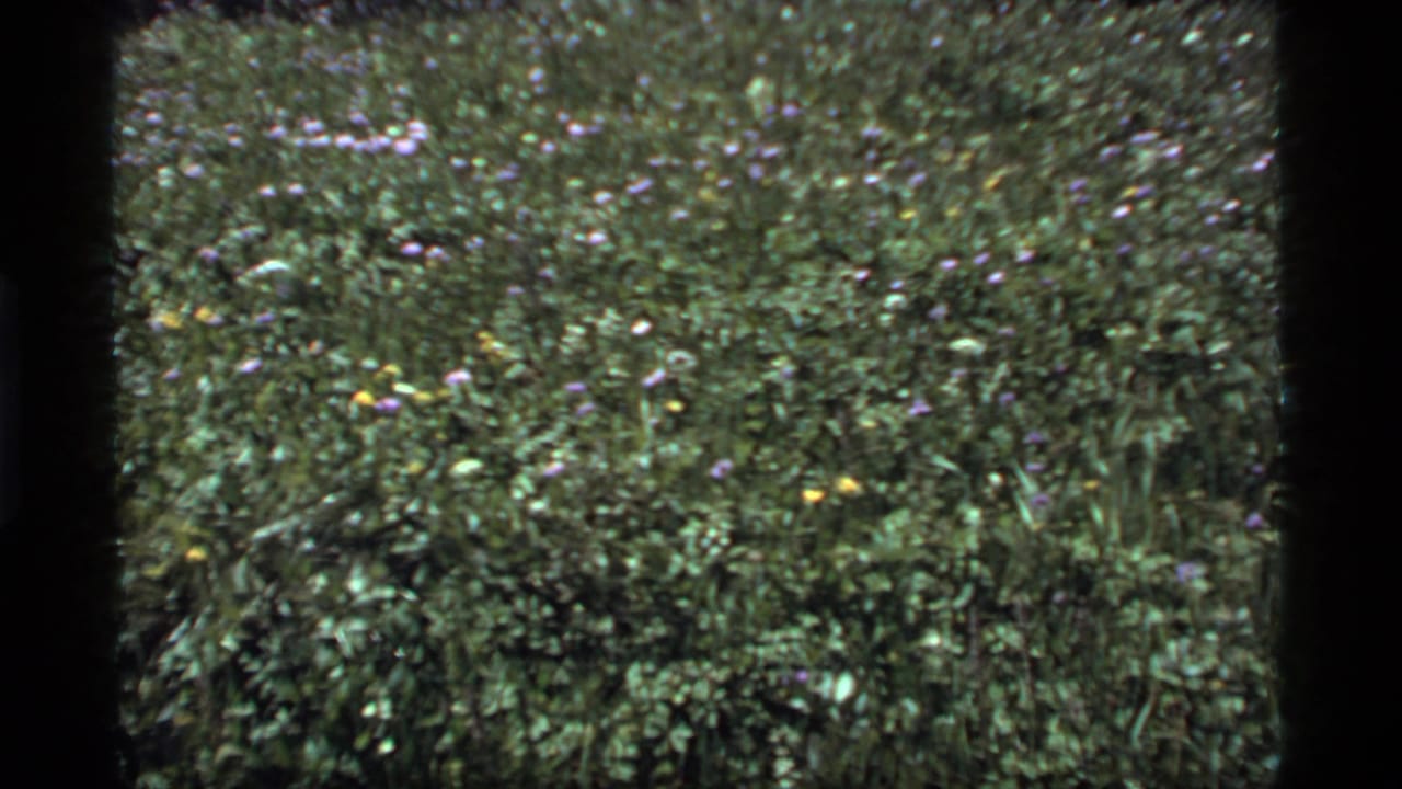1977 Sapphire Lake, Montana frame with a leafy meadow surface dotted by purple, yellow, and pale wildflowers.