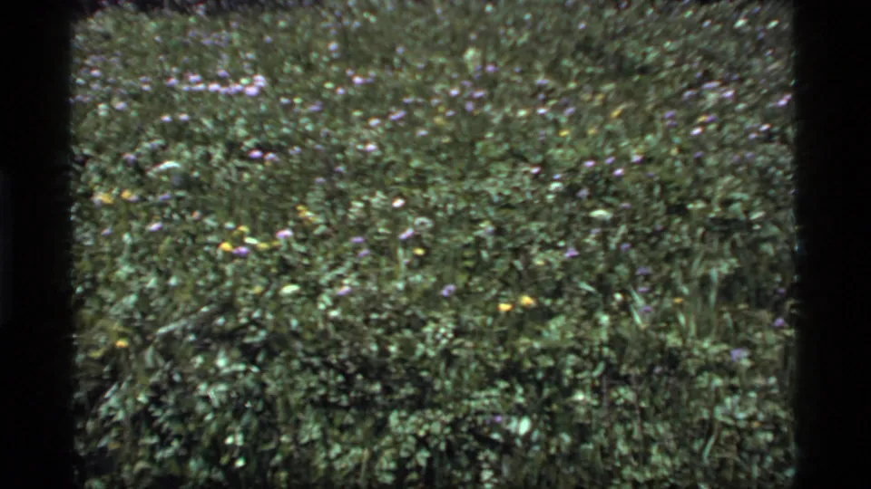 1977 Sapphire Lake, Montana frame with a leafy meadow surface dotted by purple, yellow, and pale wildflowers.