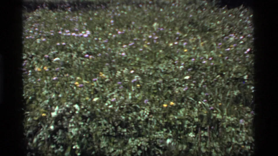 1977 Sapphire Lake, Montana 8mm frame showing a slightly soft meadow view with scattered wildflowers among dense greenery.