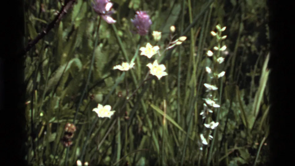 Close 1977 Sapphire Lake, Montana frame of tall grass, leafy stems, white flowers, and a pink-purple blossom.