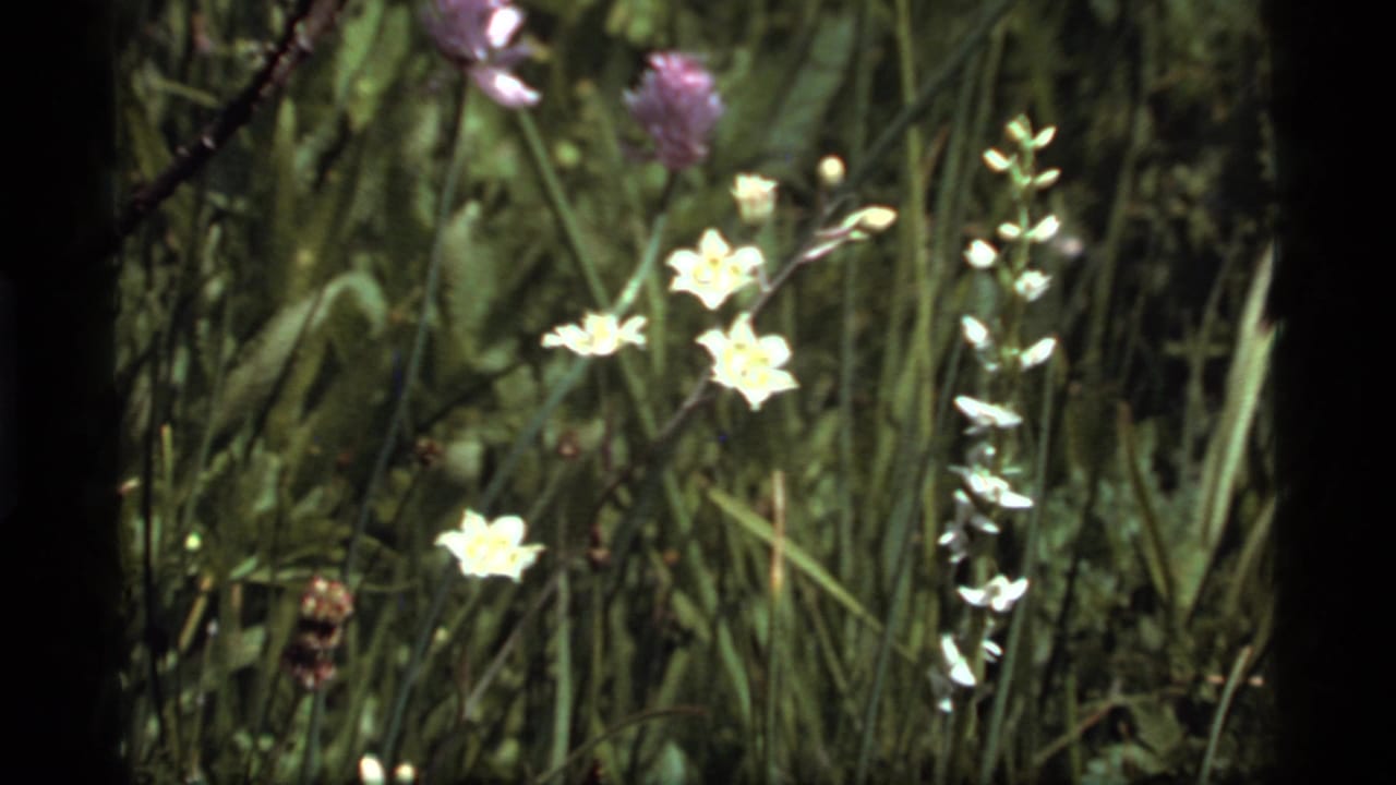 1977 8mm home-movie frame of white and purple wildflowers in a grassy meadow near Sapphire Lake, Montana.