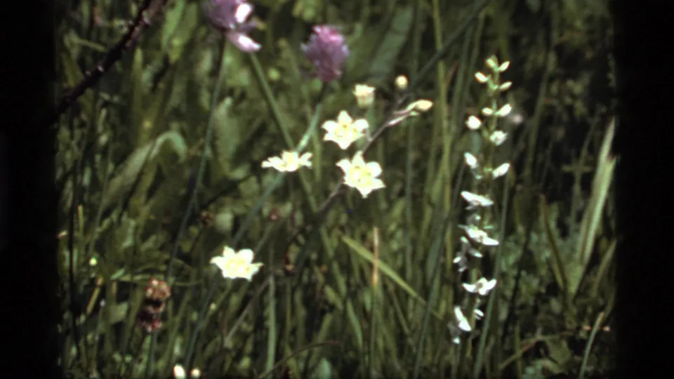 1977 8mm home-movie frame of white and purple wildflowers in a grassy meadow near Sapphire Lake, Montana.