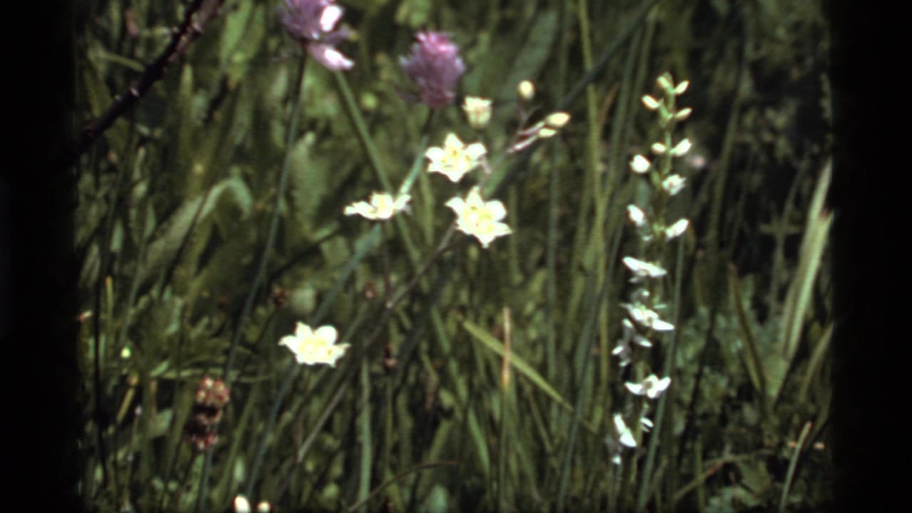 Small white flowers and purple blooms surrounded by dense meadow grass.