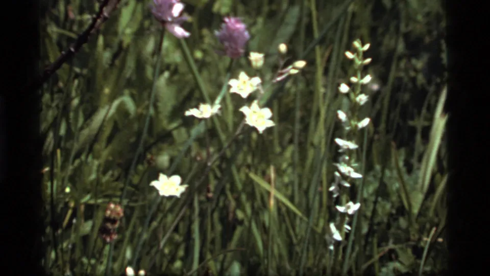 Wildflowers and green grasses fill a 1977 Sapphire Lake, Montana 8mm frame, with soft focus and dark frame borders.