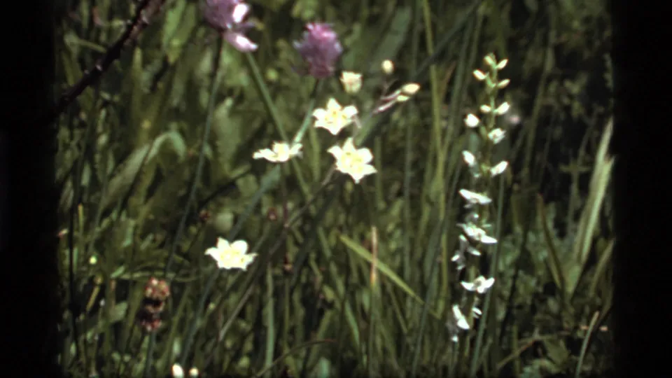 Close 8mm frame of Montana meadow wildflowers, with white blossoms and purple flower heads among tall grasses.