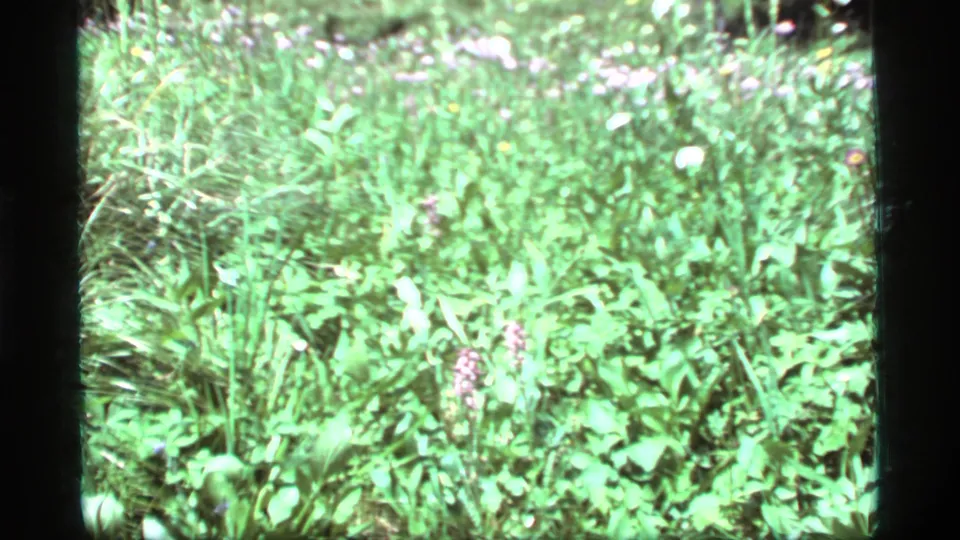 A brighter 1977 8mm frame shows dense green meadow growth near Sapphire Lake, Montana, with small flowers visible.