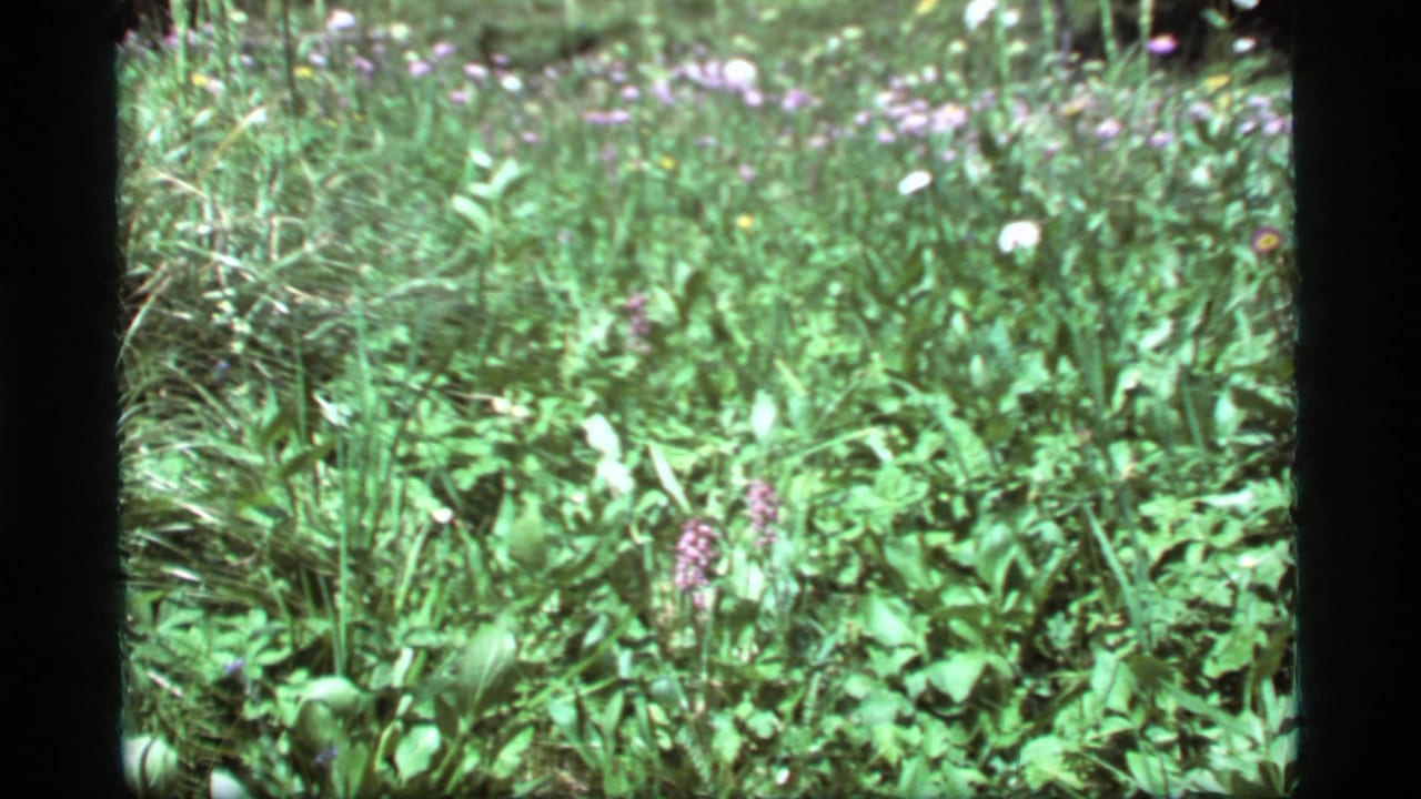 1977 8mm footage at Sapphire Lake, Montana, showing purple wildflowers among dense green meadow foliage.
