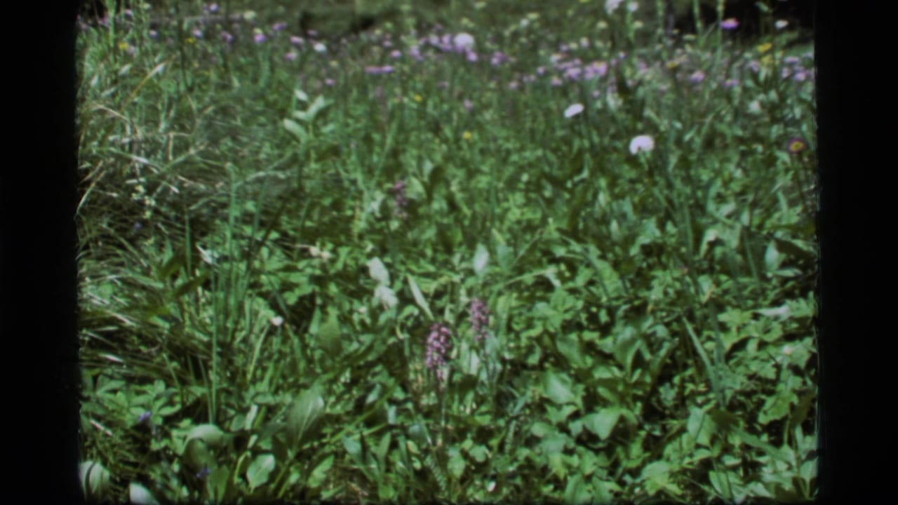The 8mm view narrows toward purple wildflowers in a green meadow at Sapphire Lake, Montana, in 1977.