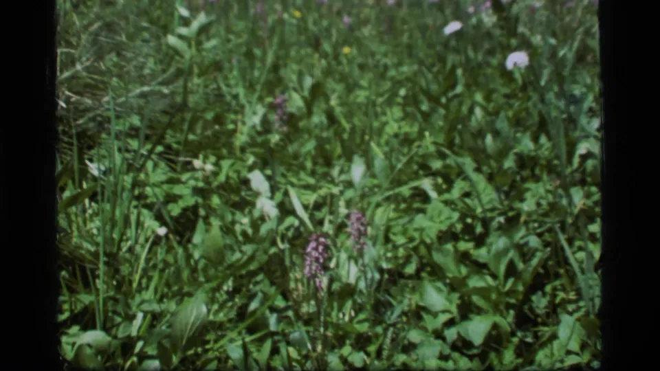 A closer 1977 8mm frame shows purple wildflowers amid grass and broad leaves in the Sapphire Lake meadow.