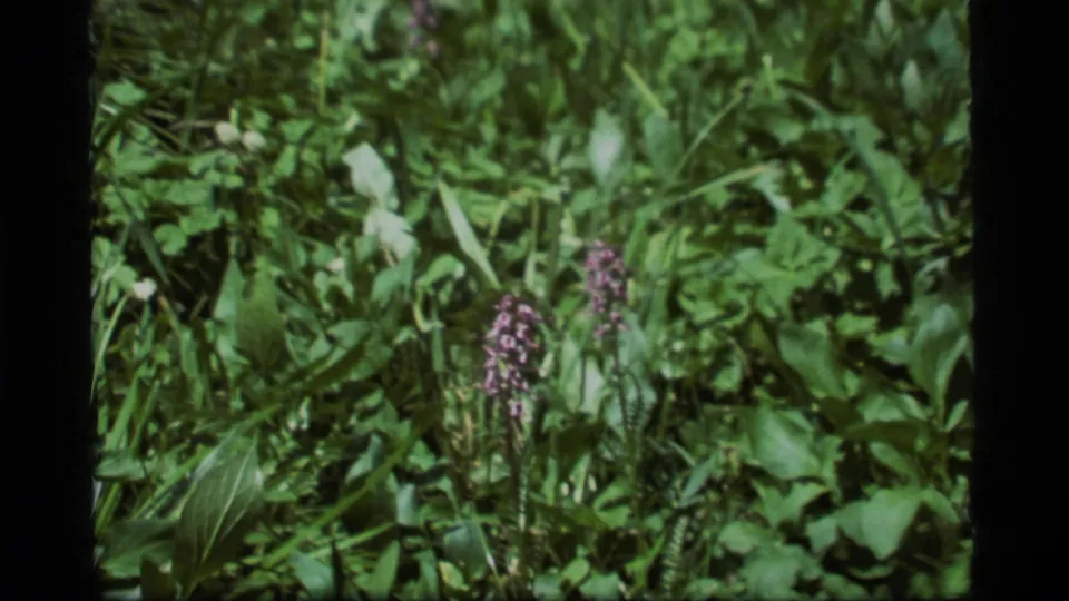 The final frame holds closer on purple wildflowers in the 1977 Sapphire Lake, Montana, 8mm meadow scene.