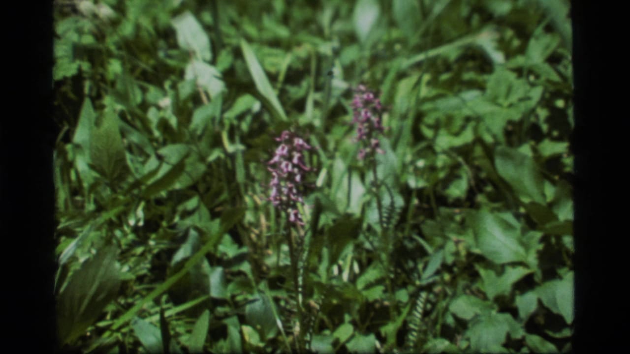 1977 8mm frame from Sapphire Lake, Montana, showing a purple wildflower spike surrounded by green meadow foliage.