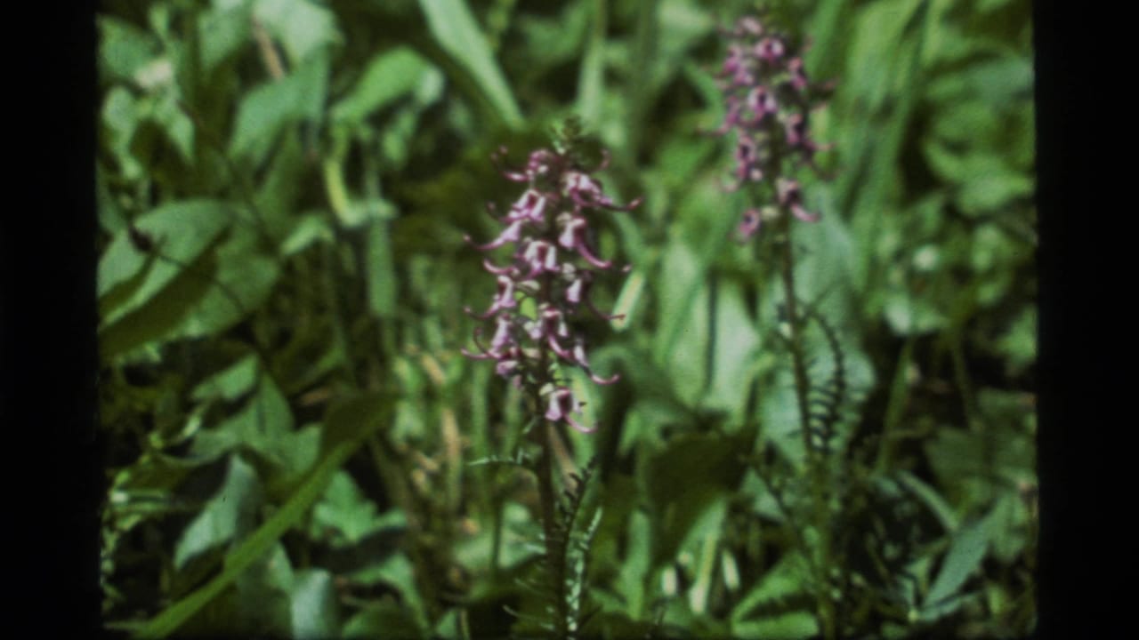 Closer view of purple blossoms rising from dense green foliage.