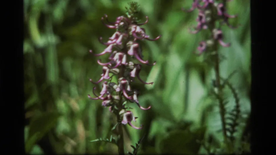 Tight 1977 Montana 8mm close-up of curved purple wildflower petals with soft green foliage behind them.