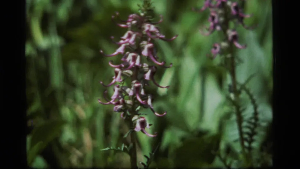 Final 1977 Sapphire Lake 8mm frame showing a purple wildflower cluster close to the lens against leafy green meadow growth.