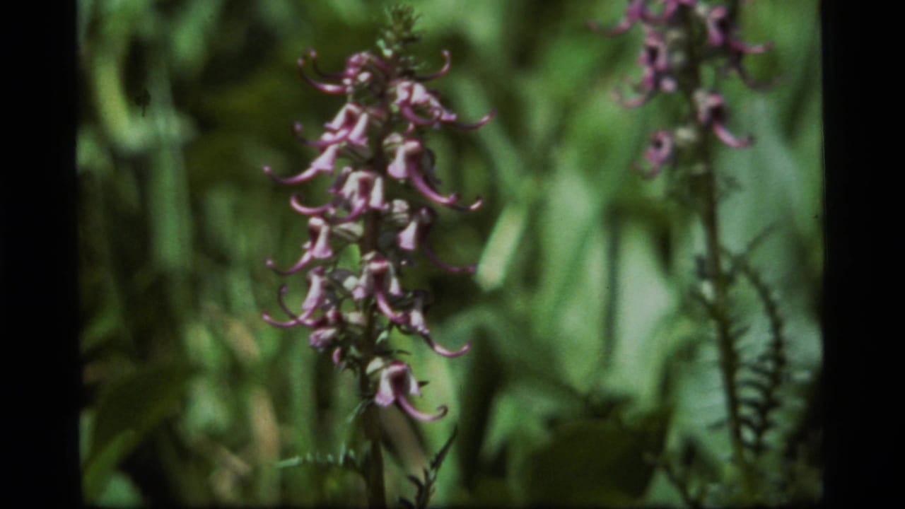1977 Sapphire Lake 8mm frame showing a lavender-purple wildflower spike in soft focus with green leaves behind it.