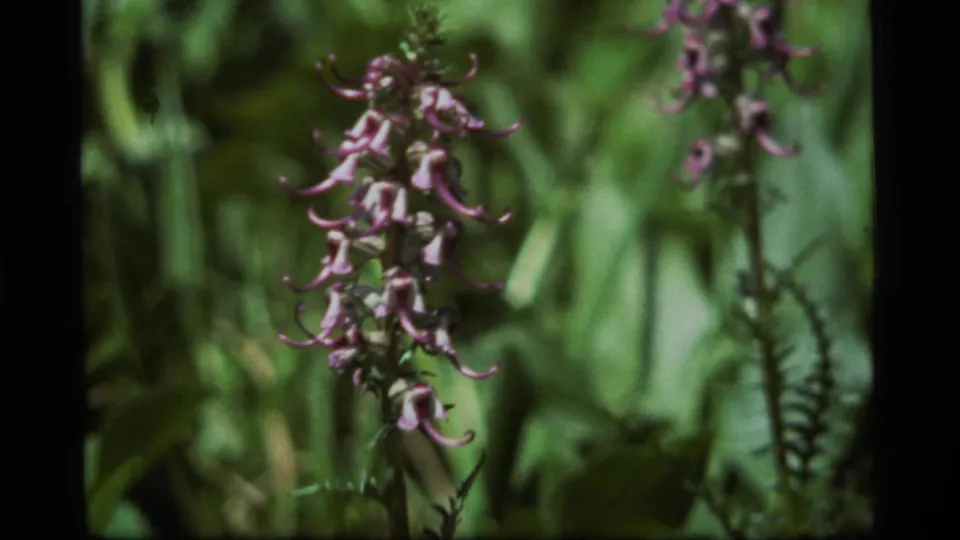 1977 Sapphire Lake 8mm frame showing a lavender-purple wildflower spike in soft focus with green leaves behind it.