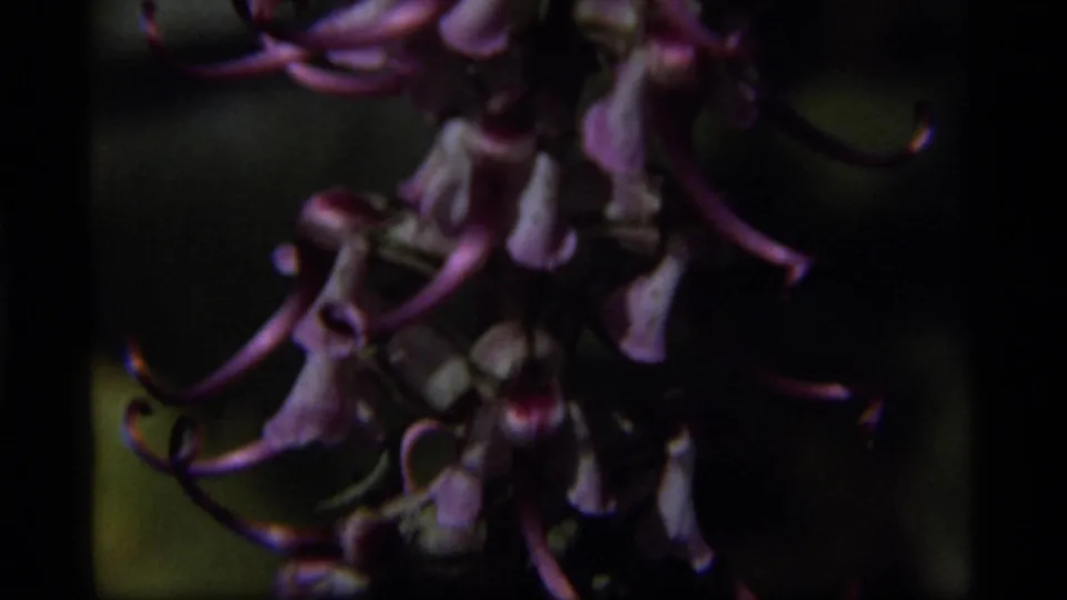 Close 1977 8mm frame showing curled purple petals in darker exposure with a blurred natural background.