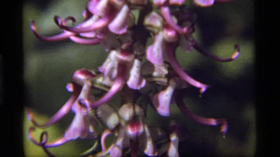 1977 Sapphire Lake close-up of lavender-purple and pale petals, softly focused with dark green foliage behind.