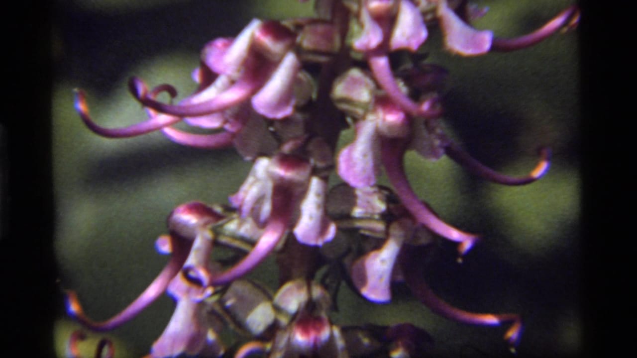 Close-up of purple curling flowers against dark green forest foliage.