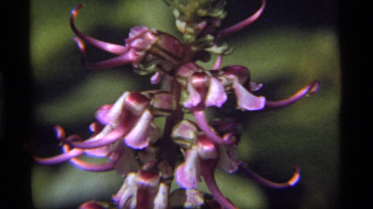 1977 Sapphire Lake 8mm frame with purple flowers, curled petal tips, green stems, and blurred forest vegetation behind them.