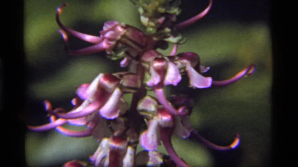 1977 Sapphire Lake 8mm frame with purple flowers, curled petal tips, green stems, and blurred forest vegetation behind them.
