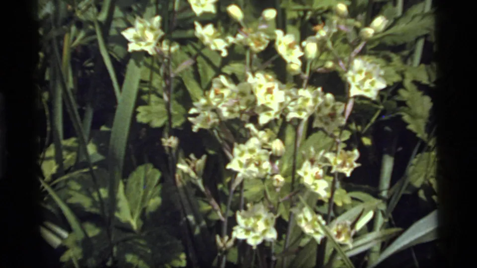 1977 8mm view from Sapphire Lake, Montana, showing pale white flower clusters mixed with green leaves and vertical forest stems.