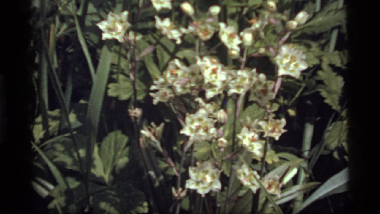 1977 8mm home-movie frame from Sapphire Lake, Montana, showing clustered white blossoms among green foliage.