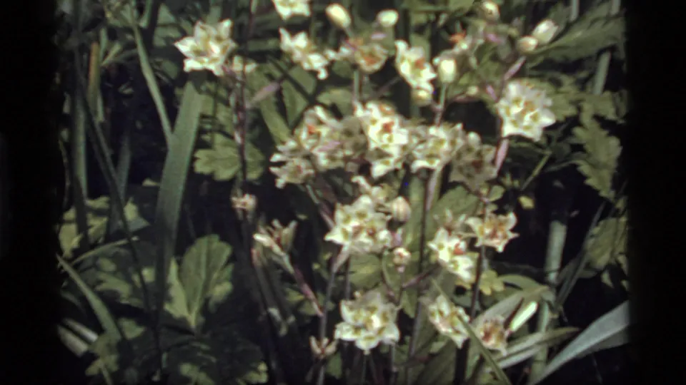 1977 8mm home-movie frame from Sapphire Lake, Montana, showing clustered white blossoms among green foliage.
