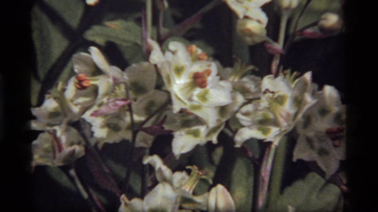 Close view of white blossoms with green centers and reddish stems.